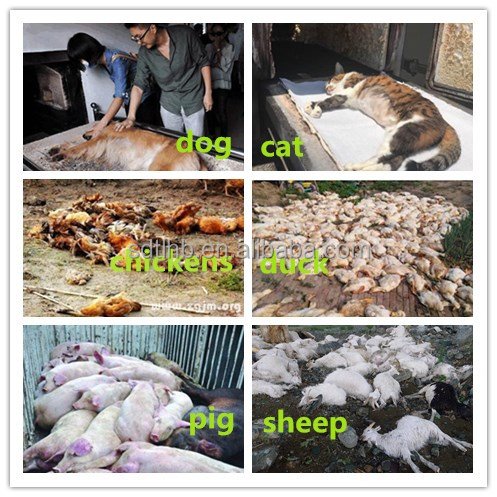 20-500 kg Smokeless Odorless Pet Cremation Incinerator Animal Dead Body Incinerator